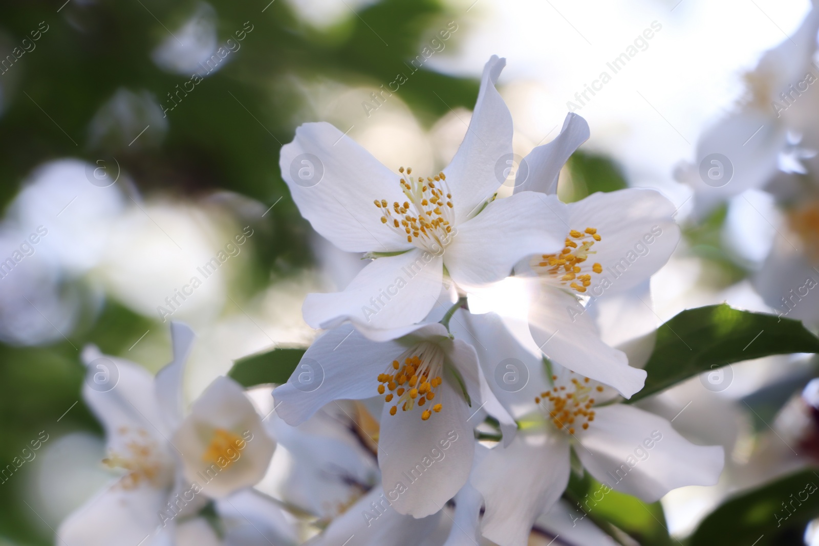 Photo of Closeup view of beautiful blooming white jasmine shrub outdoors