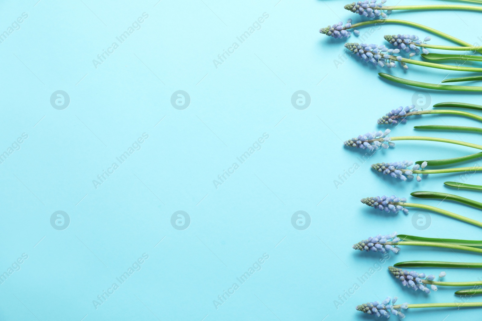 Photo of Flat lay composition with spring muscari flowers on color background, space for text