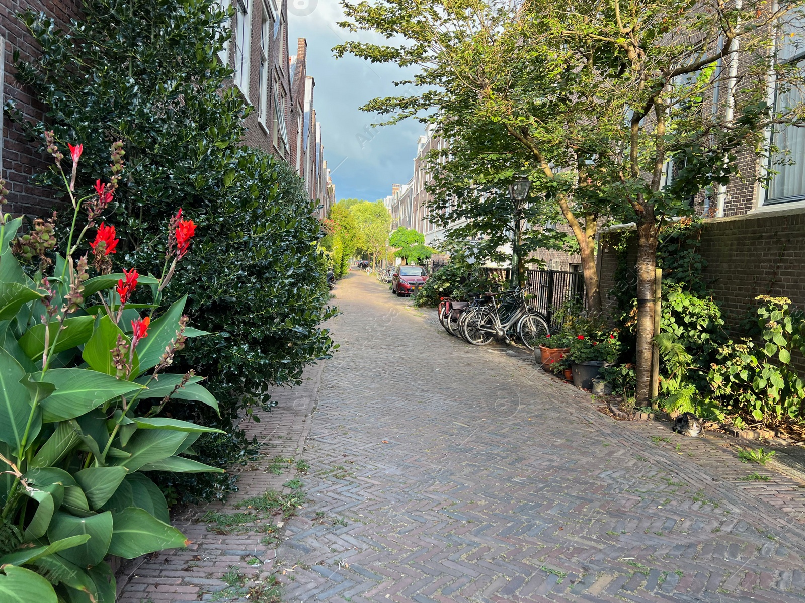 Photo of City street with beautiful buildings, plants and bicycles