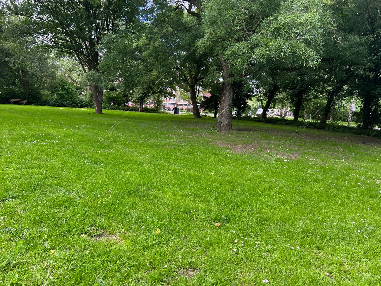 Photo of Beautiful view of green lawn and trees in park