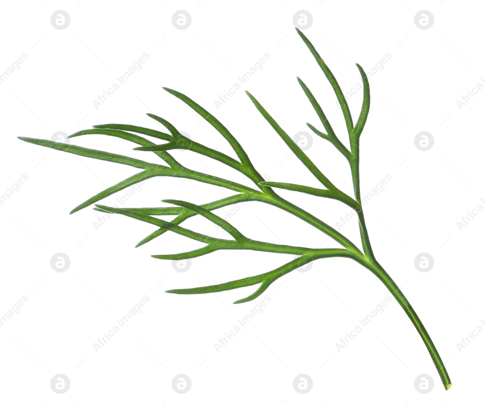 Photo of Sprig of fresh dill isolated on white