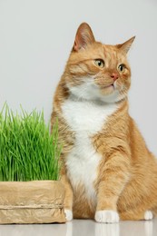 Photo of Cute ginger cat and green grass on white table near light grey wall. Pet vitamin