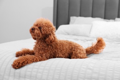 Cute Maltipoo dog on soft bed at home. Lovely pet