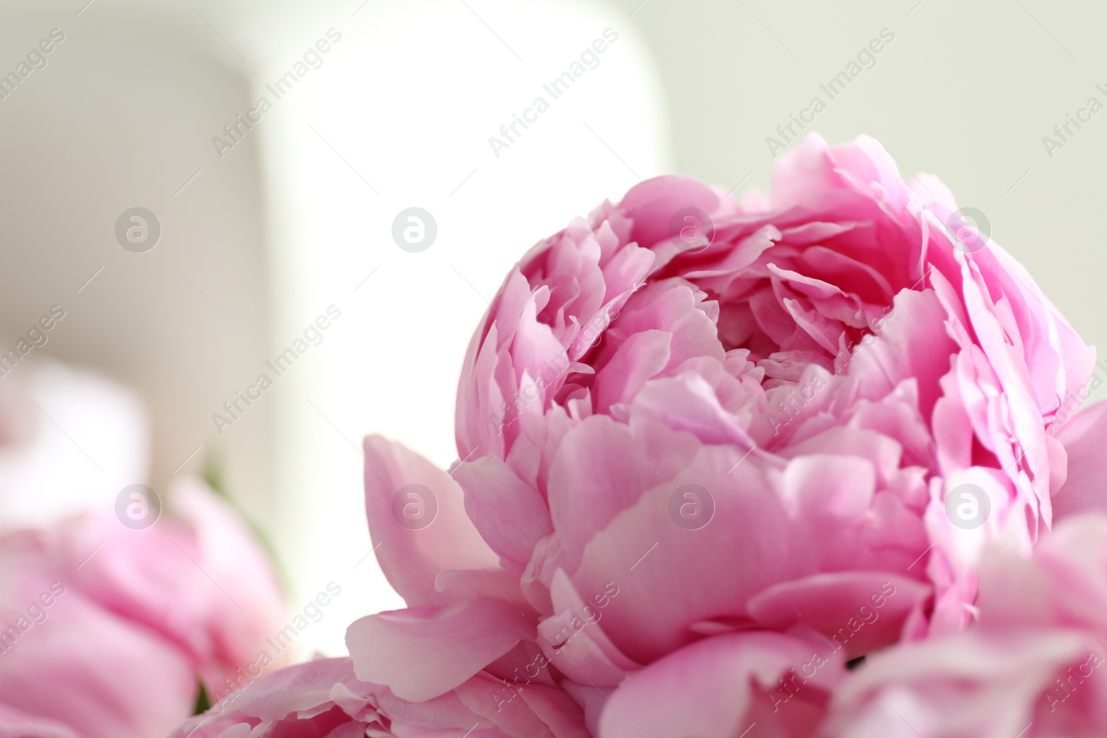 Photo of Closeup view of beautiful fresh pink peonies