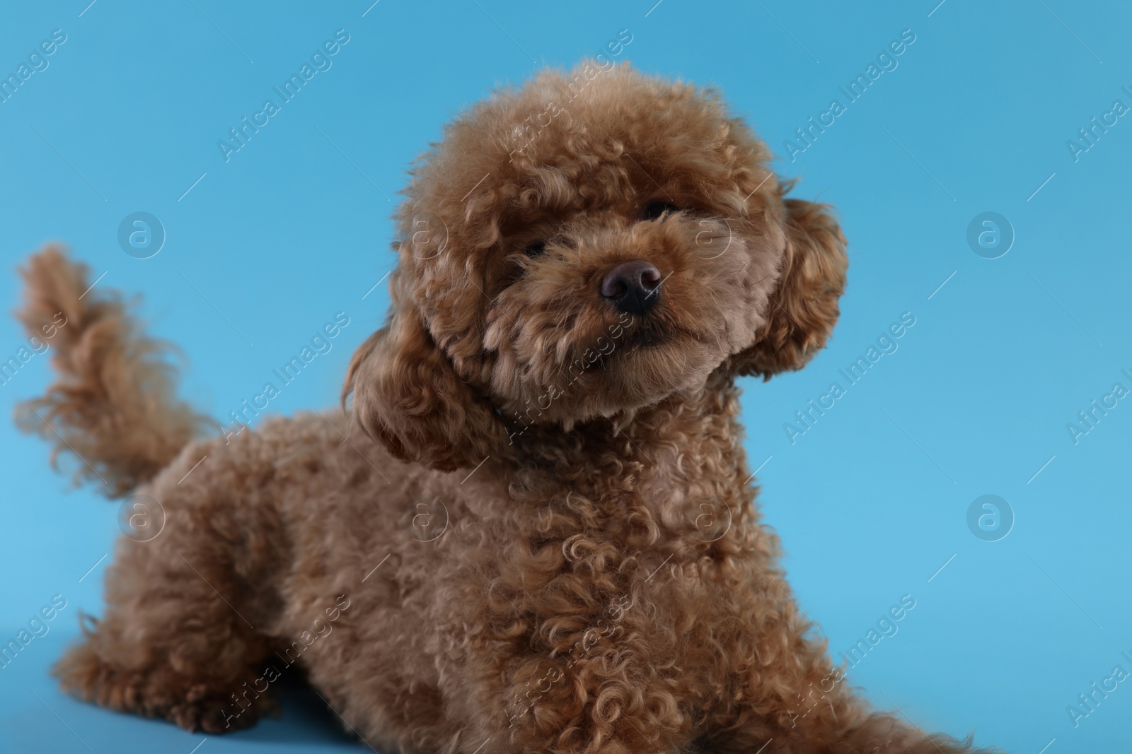 Photo of Cute Maltipoo dog on light blue background. Lovely pet