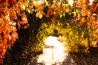 Photo of Beautiful park in autumn, focus on bright leaves