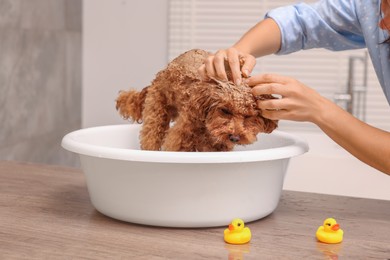 Photo of Woman washing cute Maltipoo dog in basin indoors. Lovely pet