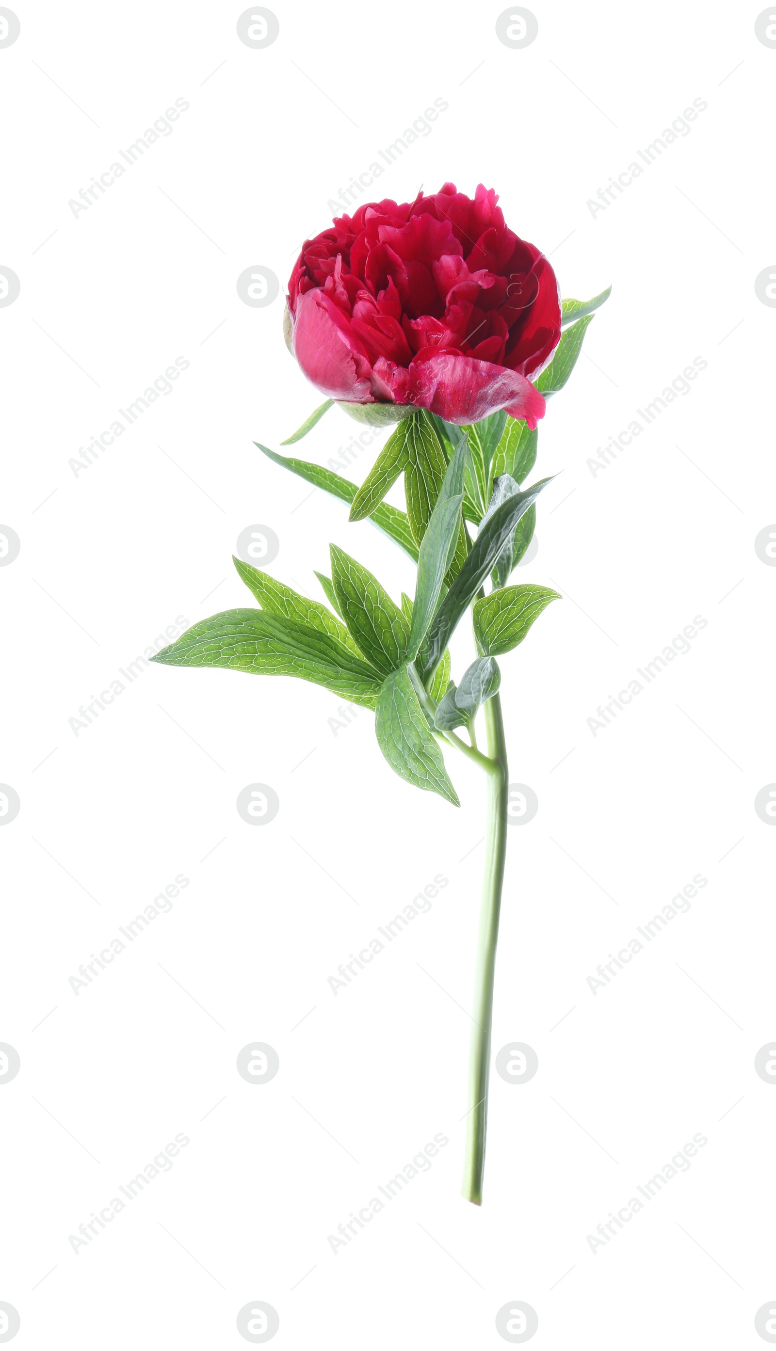 Photo of Beautiful red peony with leaves isolated on white