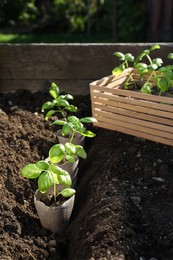 Photo of Beautiful seedlings in peat pots on soil outdoors