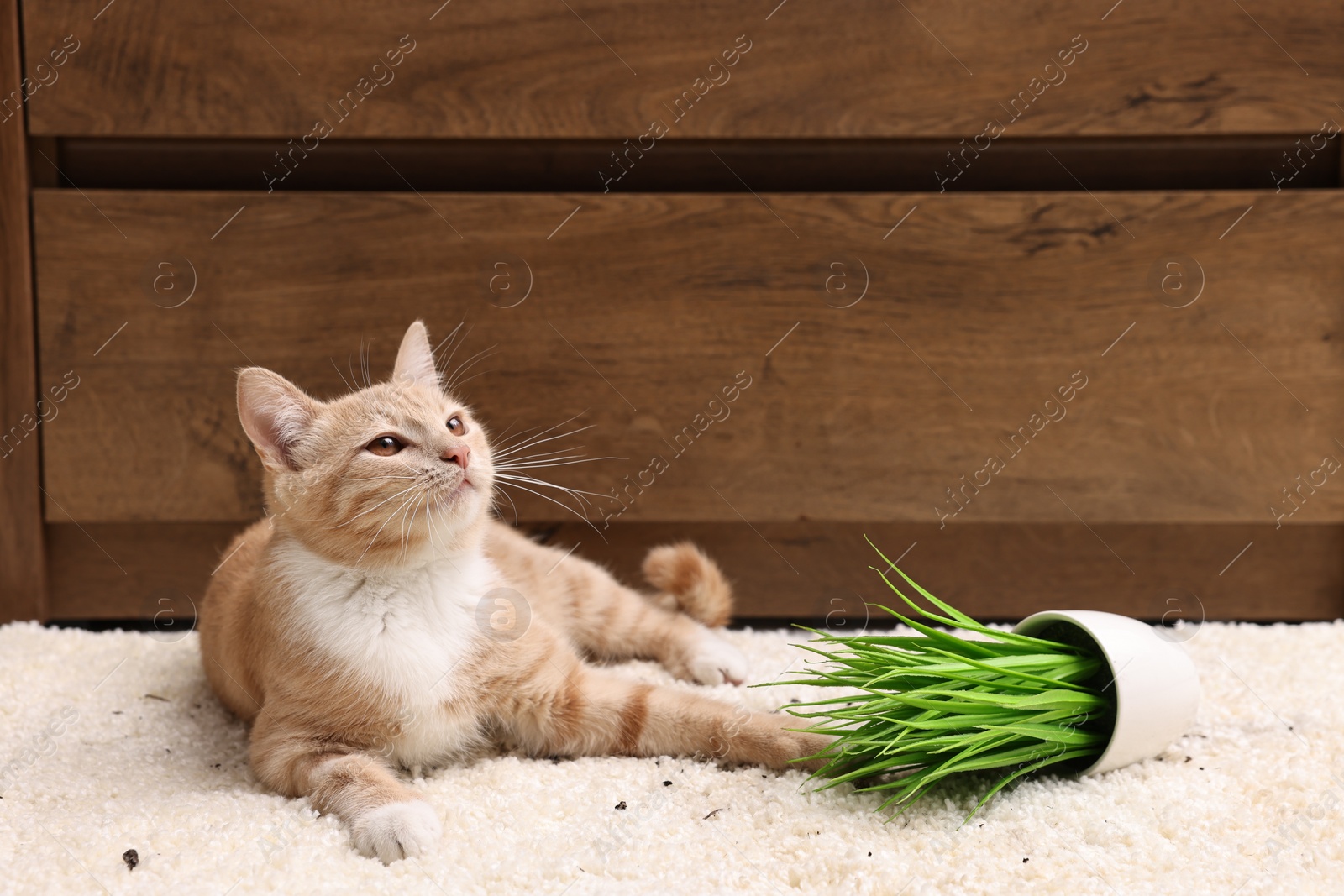 Photo of Cute ginger cat near overturned houseplant on carpet at home