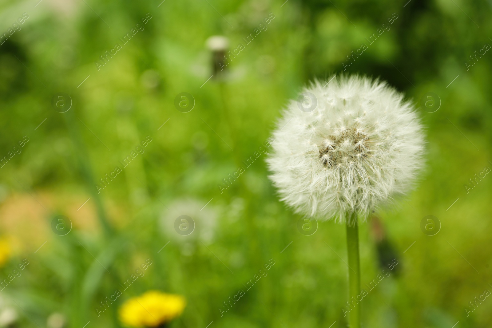 Photo of Fluffy dandelion growing outdoors, closeup. Space for text