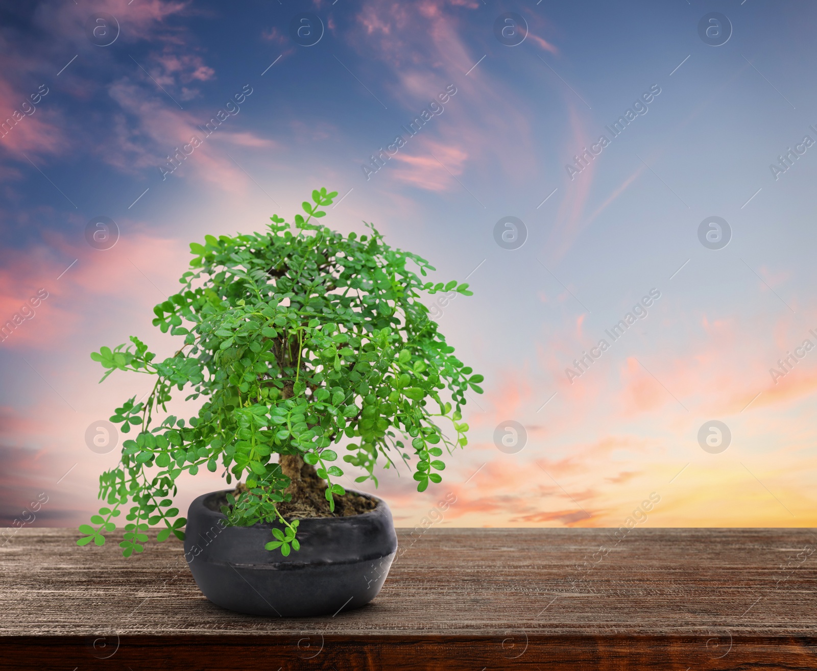 Image of Beautiful bonsai tree in pot on wooden table outdoors at sunset, space for text