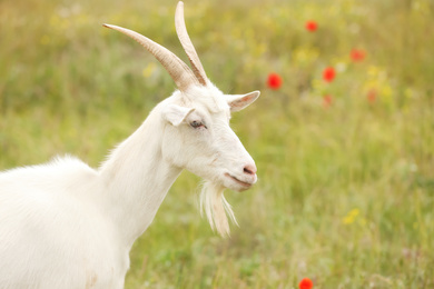 Beautiful white goat in field, space for text. Animal husbandry