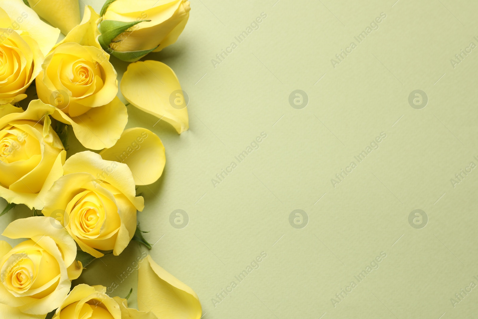 Photo of Beautiful yellow roses and petals on light olive background, flat lay. Space for text