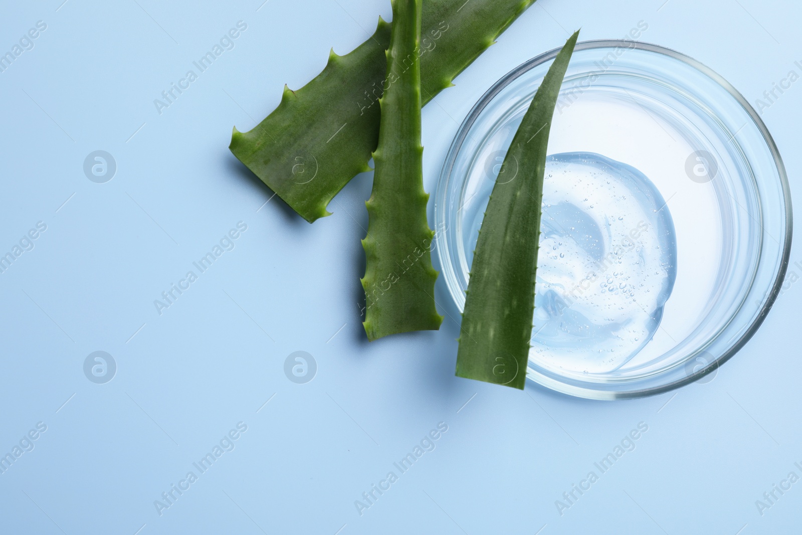 Photo of Petri dish with cosmetic gel and aloe vera leaves on light blue background, flat lay. Space for text