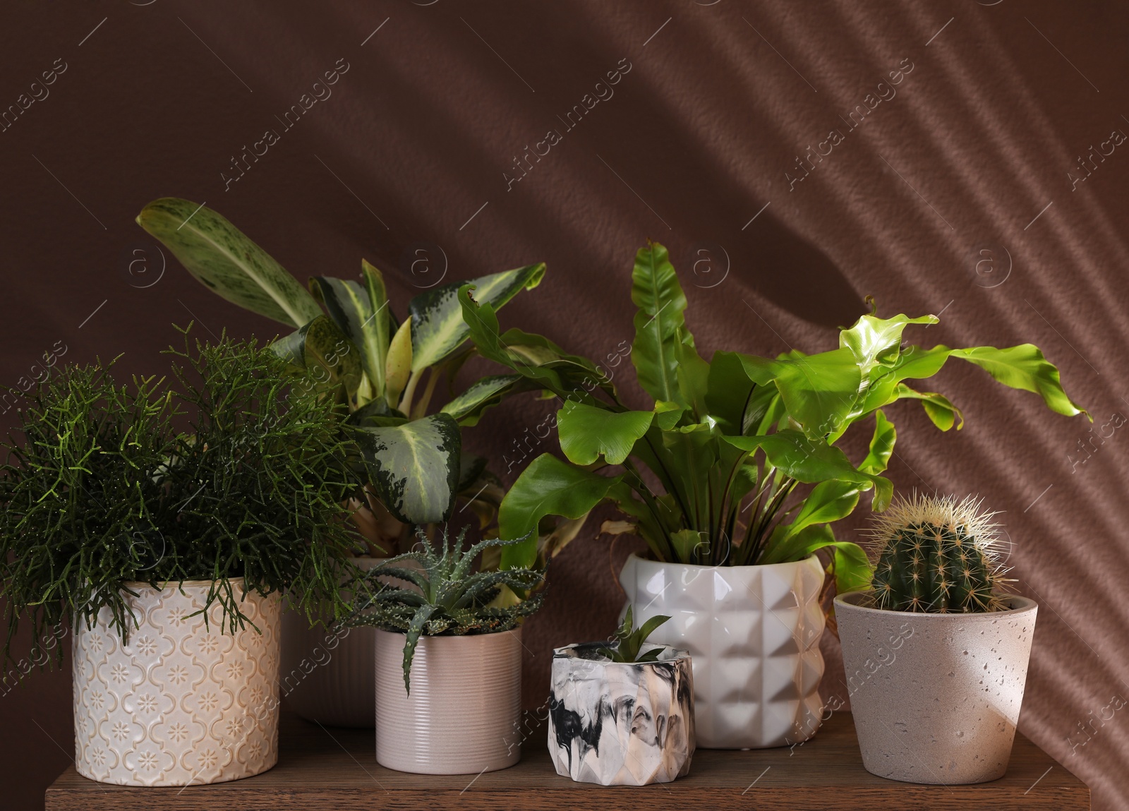 Photo of Many different houseplants in pots on wooden table near brown wall