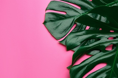 Beautiful monstera leaves on pink background, flat lay with space for text. Tropical plant