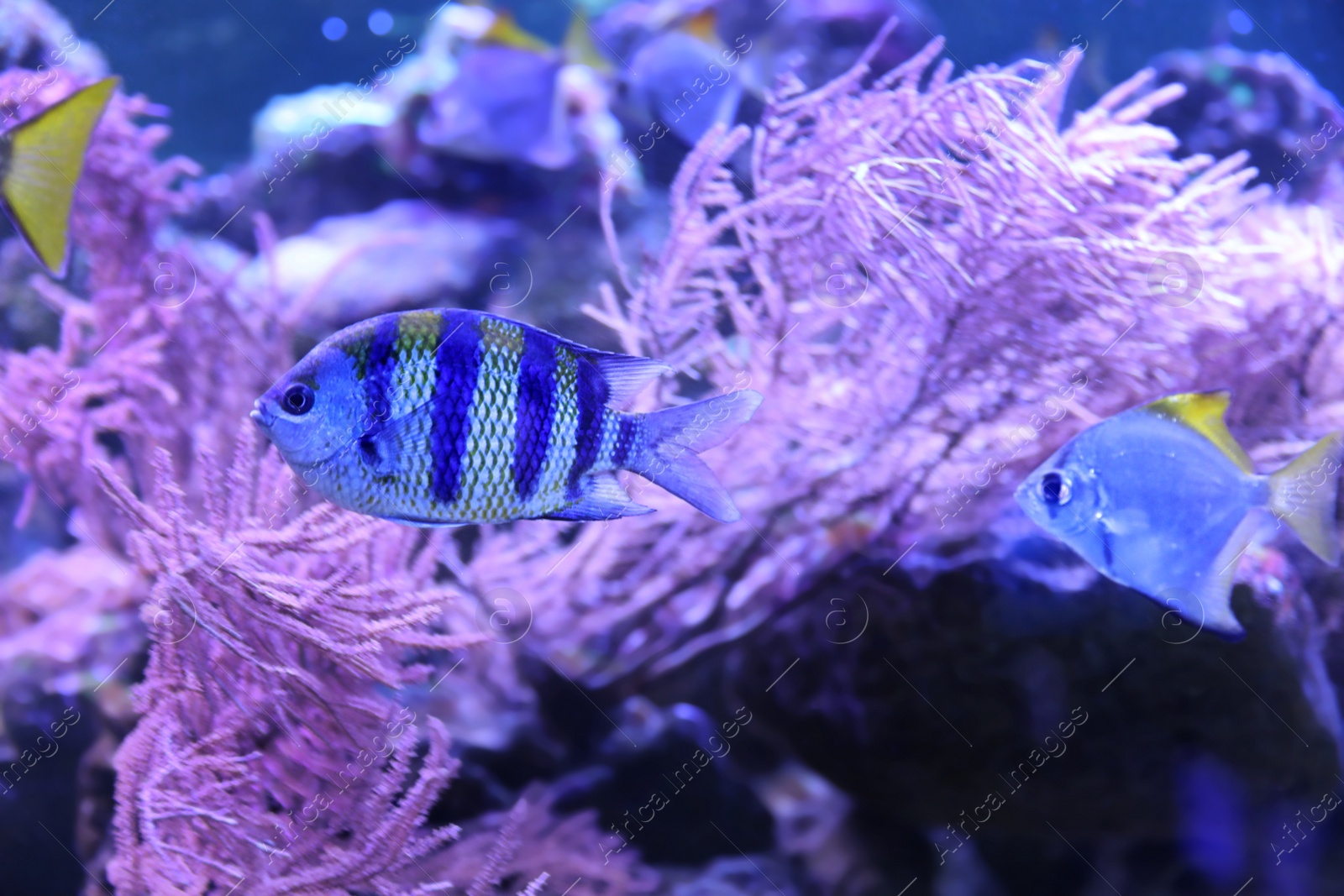 Photo of Beautiful tropical fishes in clear aquarium water