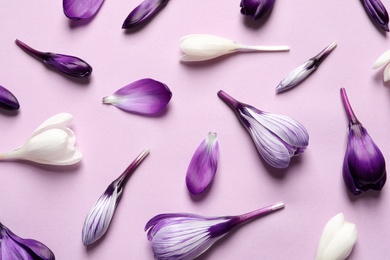 Photo of Flat lay composition with spring crocus flowers on color background