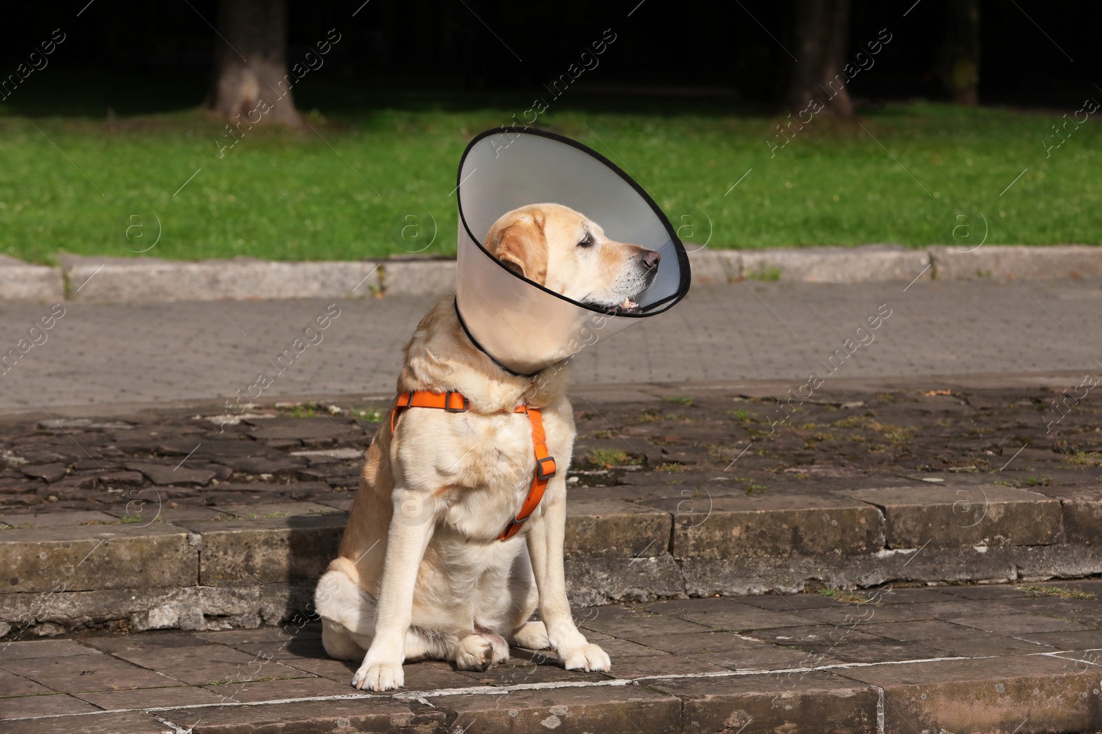 Photo of Adorable Labrador Retriever dog wearing Elizabethan collar outdoors