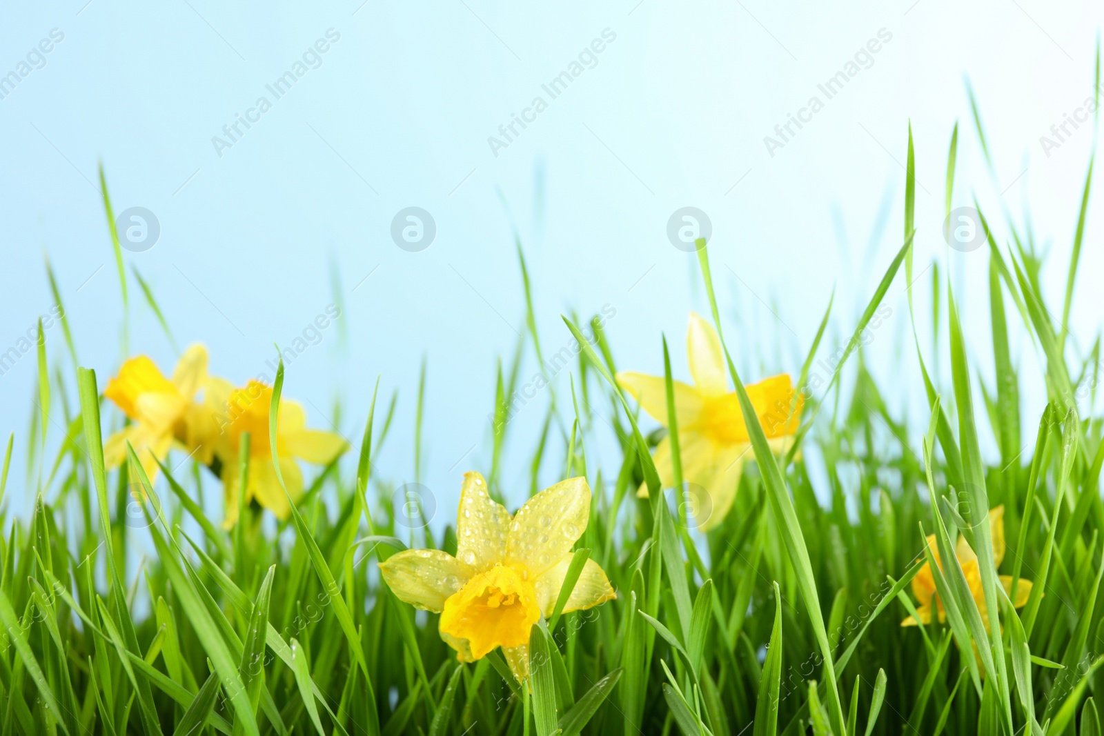 Photo of Bright spring grass and daffodils with dew against light blue background