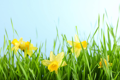 Bright spring grass and daffodils with dew against light blue background