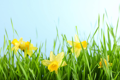 Photo of Bright spring grass and daffodils with dew against light blue background