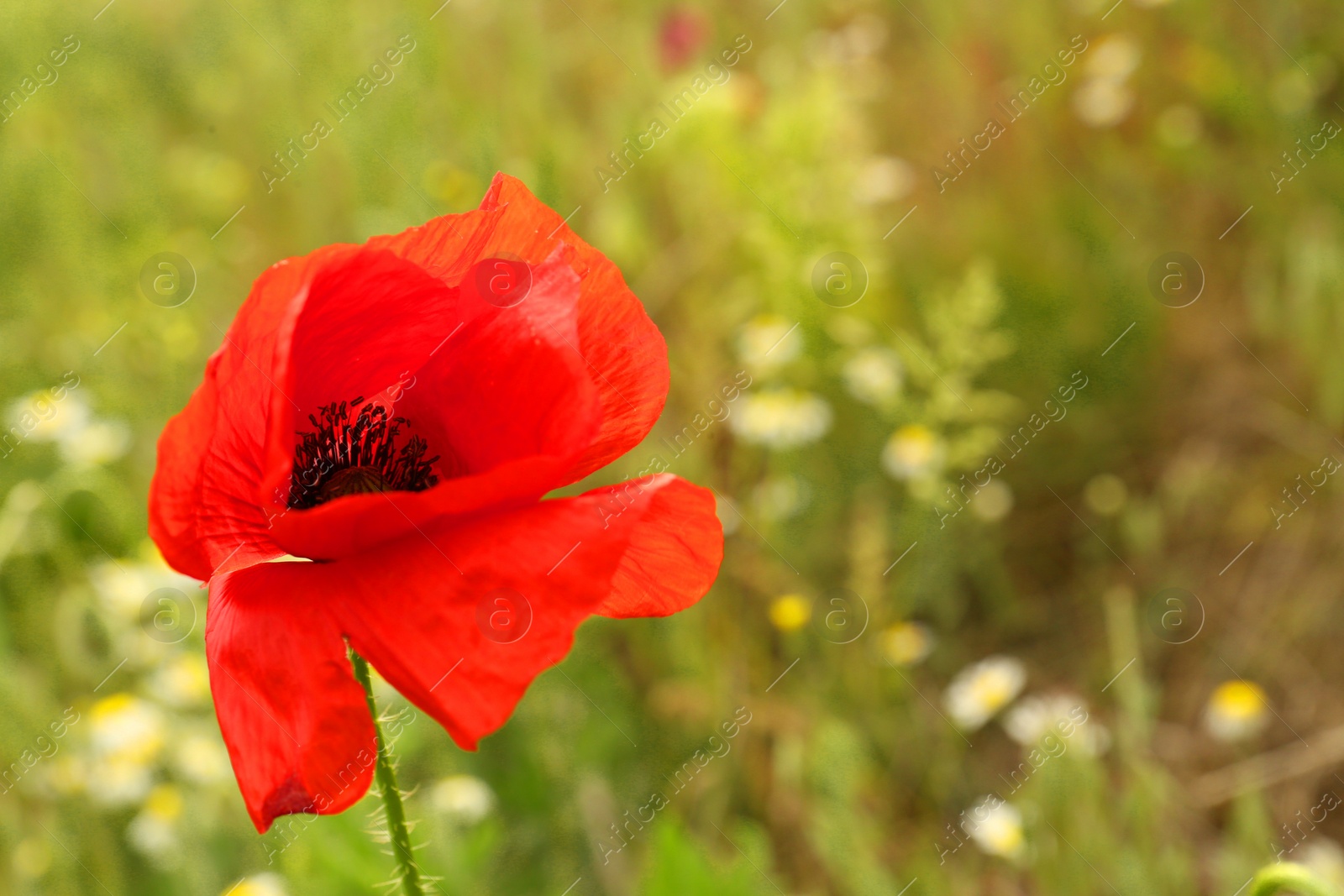 Photo of Beautiful red poppy flower in green field, closeup
