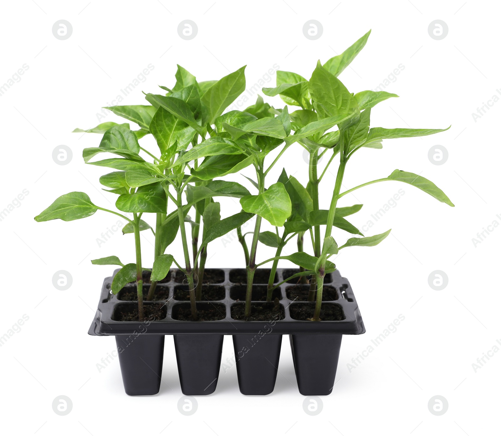 Photo of Seedlings growing in plastic container with soil isolated on white. Gardening season