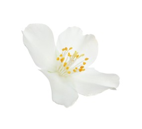 Photo of Beautiful flower of jasmine plant isolated on white