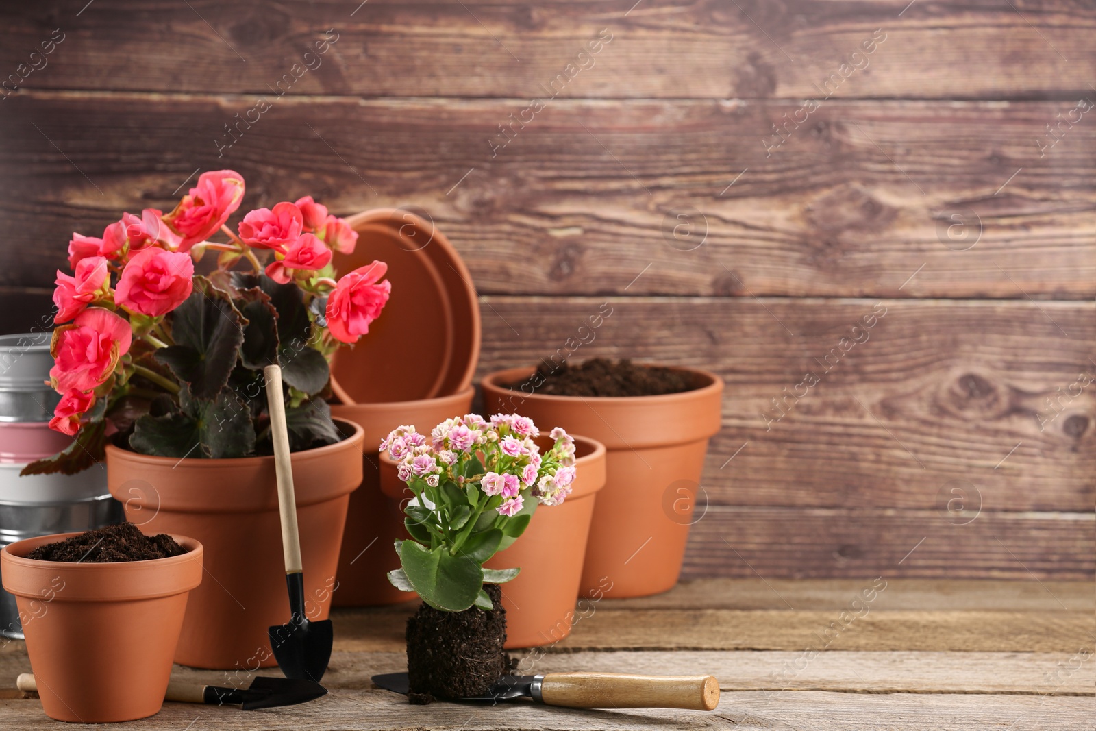 Photo of Time for transplanting. Many terracotta pots, soil, flowers and tools on wooden table. Space for text