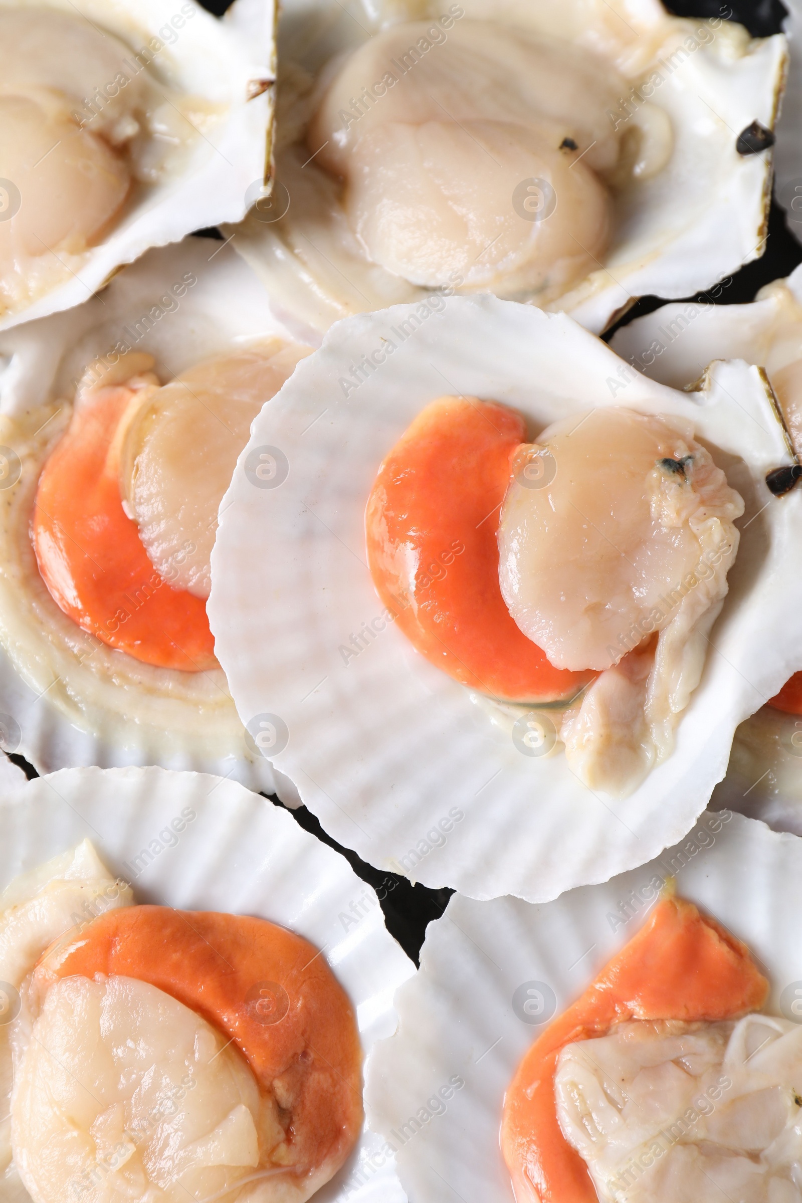 Photo of Fresh raw scallops with shells as background, top view