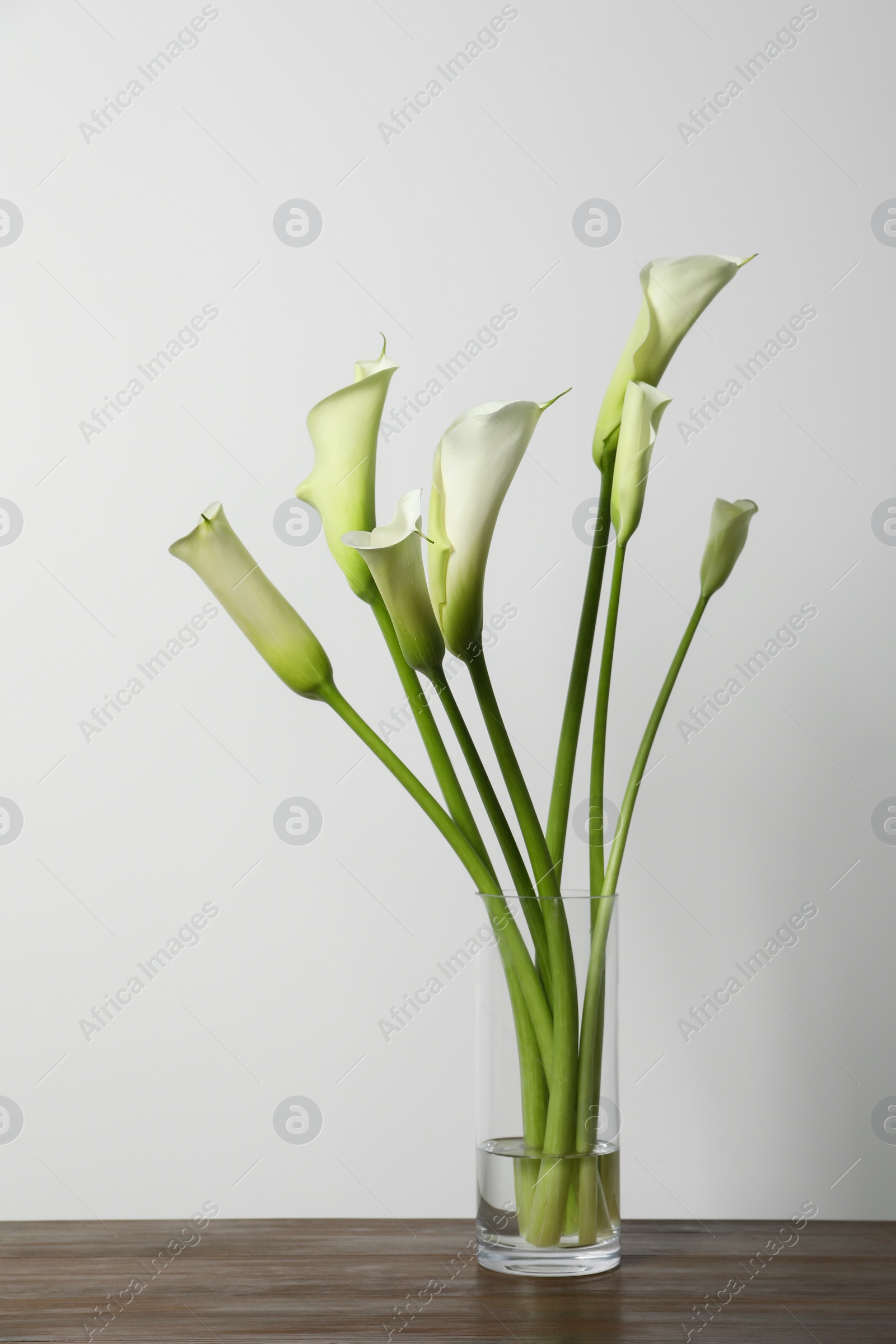 Photo of Beautiful calla lily flowers in vase on wooden table against white background