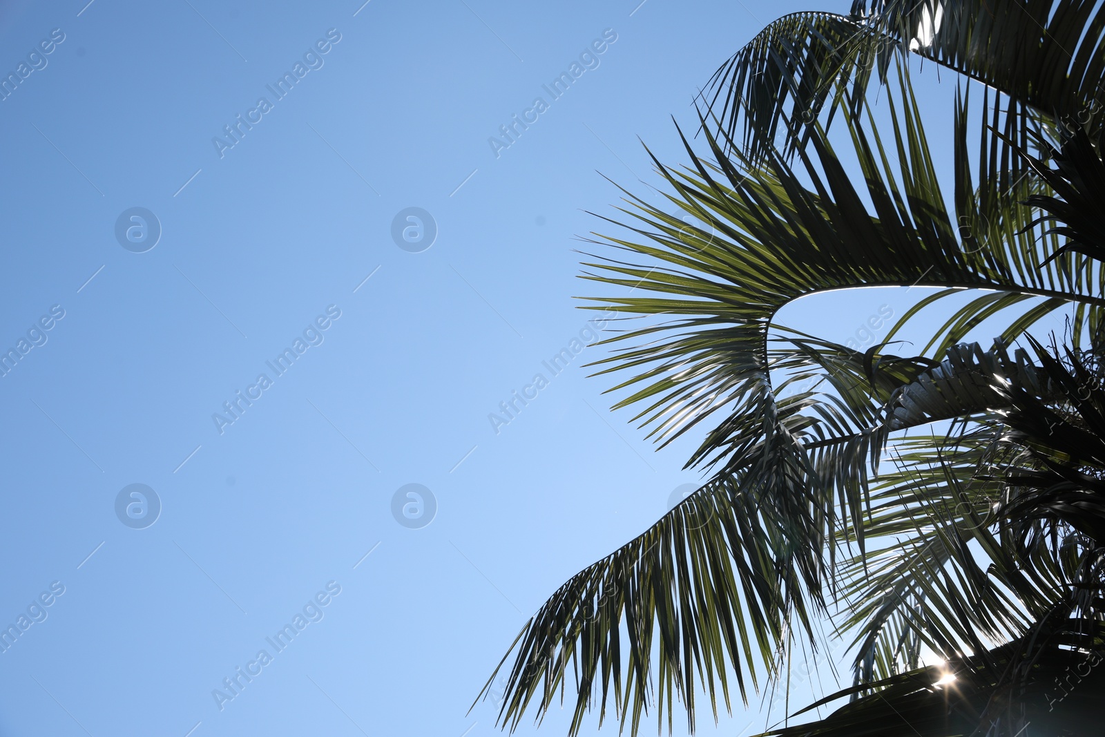 Photo of Beautiful palm tree with green leaves against blue sky, space for text