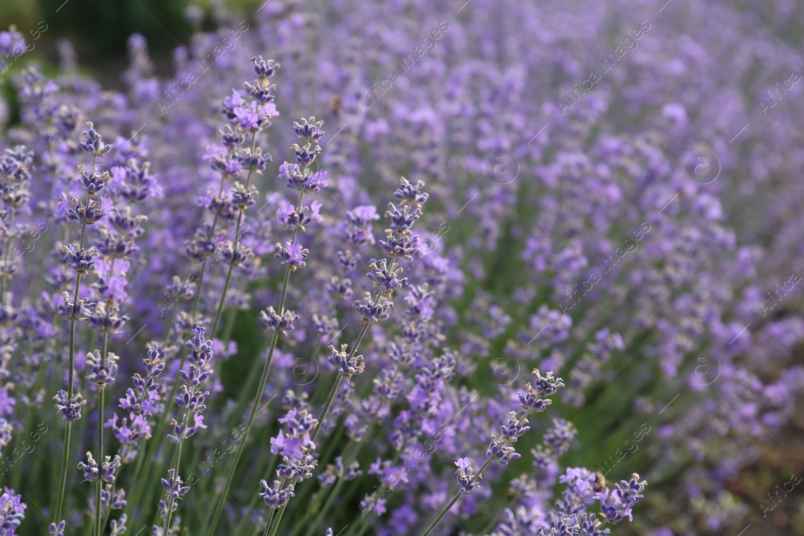 Photo of Beautiful lavender flowers growing in field, closeup