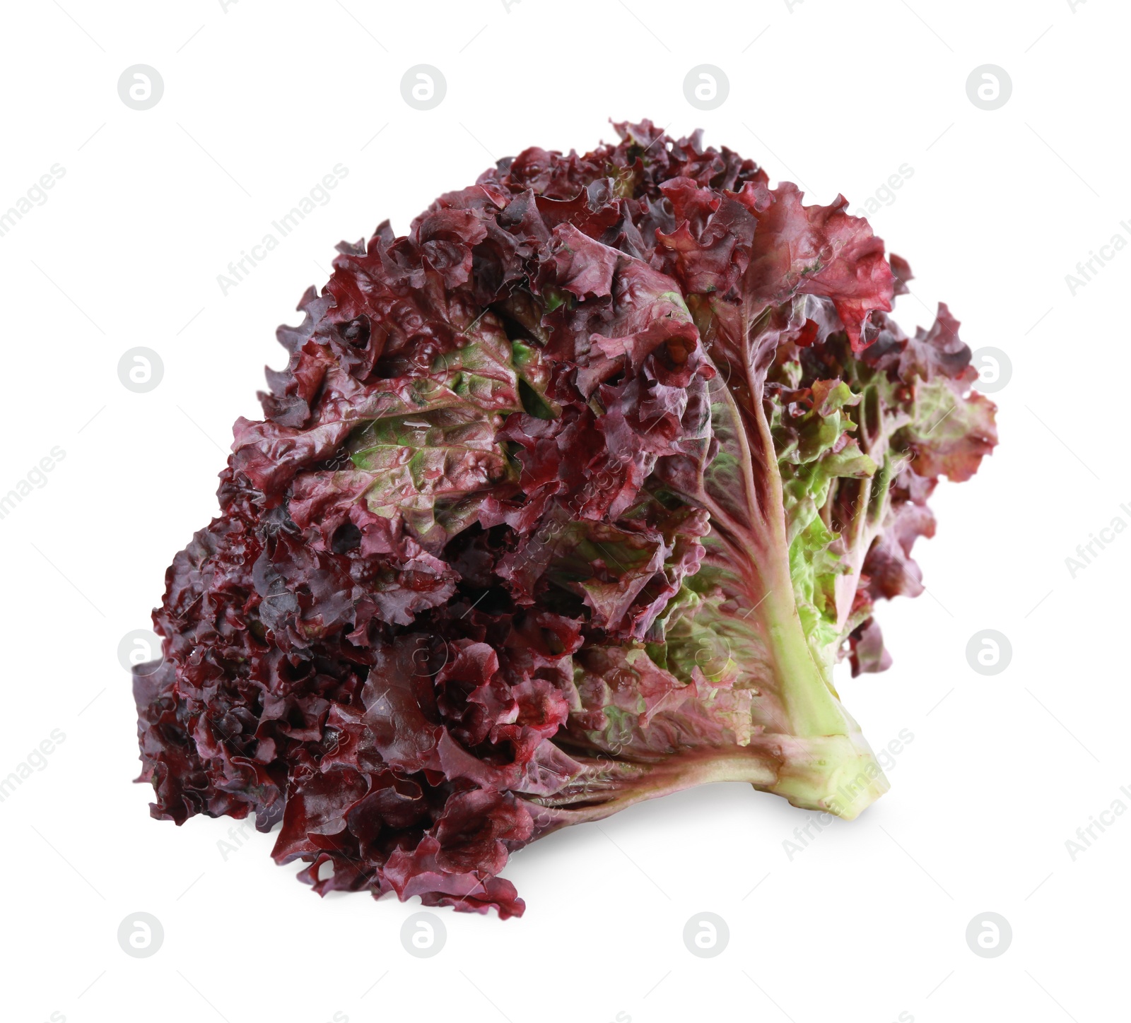 Photo of Head of fresh red coral lettuce isolated on white