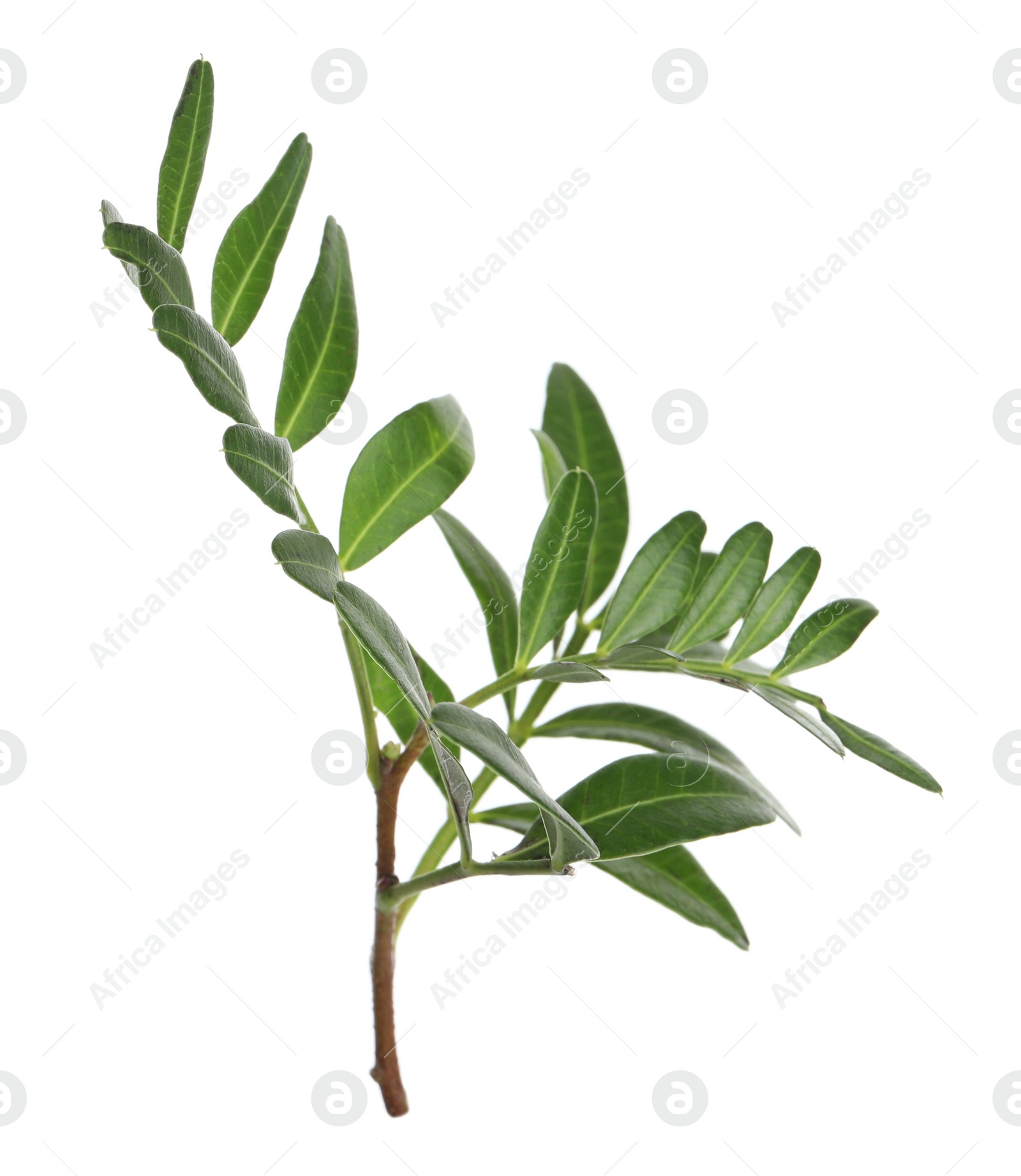 Photo of Branch with fresh green leaves isolated on white