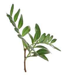 Photo of Branch with fresh green leaves isolated on white