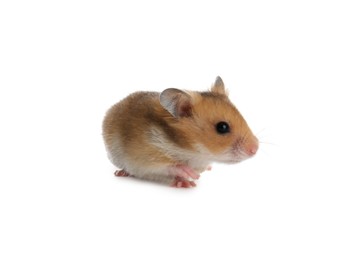 Photo of Cute little fluffy hamster on white background