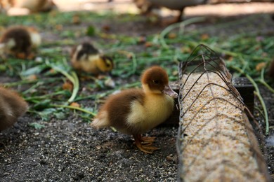 Photo of Cute fluffy duckling near feeder with seed mix in farmyard