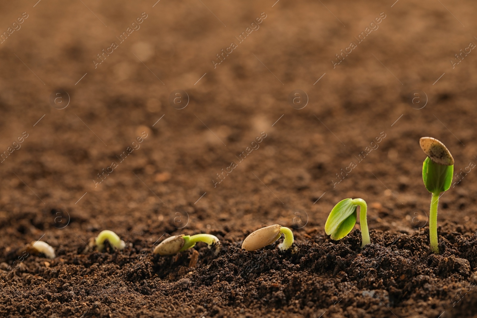 Photo of Little green seedlings growing in fertile soil