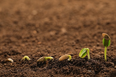 Photo of Little green seedlings growing in fertile soil