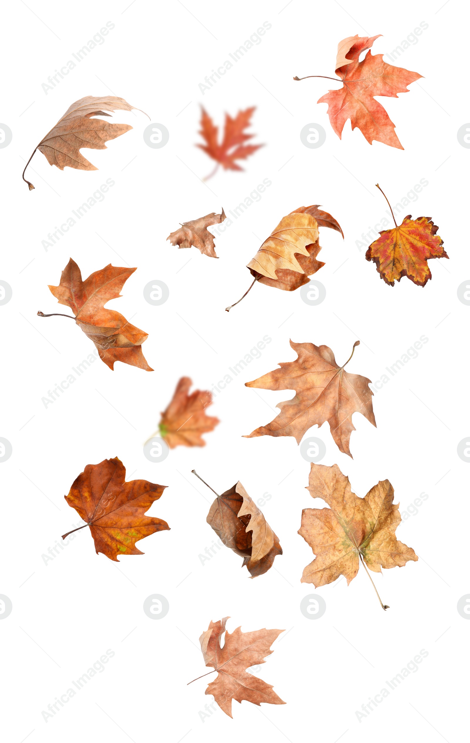 Image of Beautiful autumn leaves falling on white background