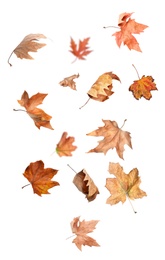 Image of Beautiful autumn leaves falling on white background