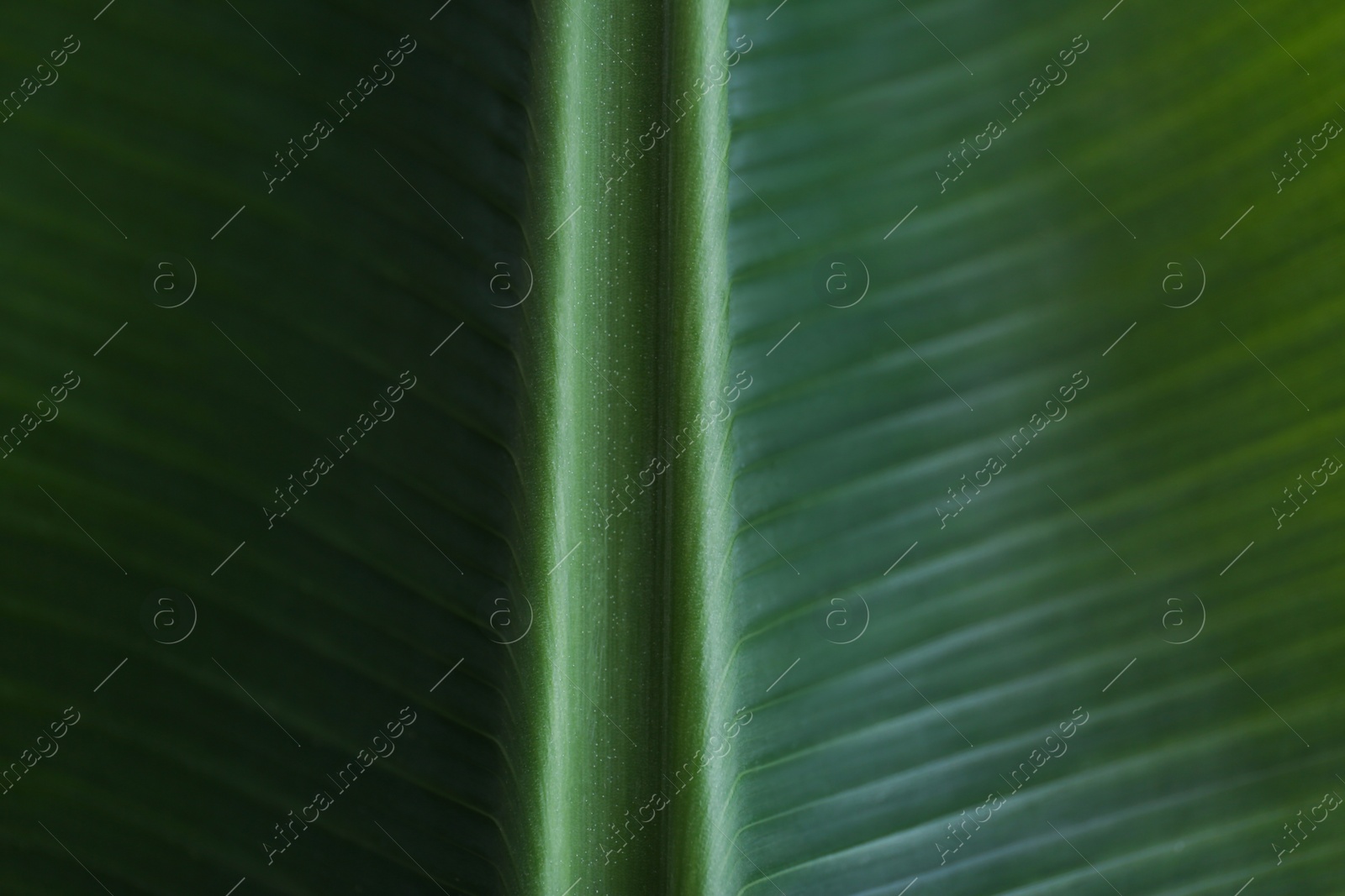 Photo of Green banana leaf as background, closeup view. Tropical foliage