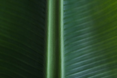 Photo of Green banana leaf as background, closeup view. Tropical foliage