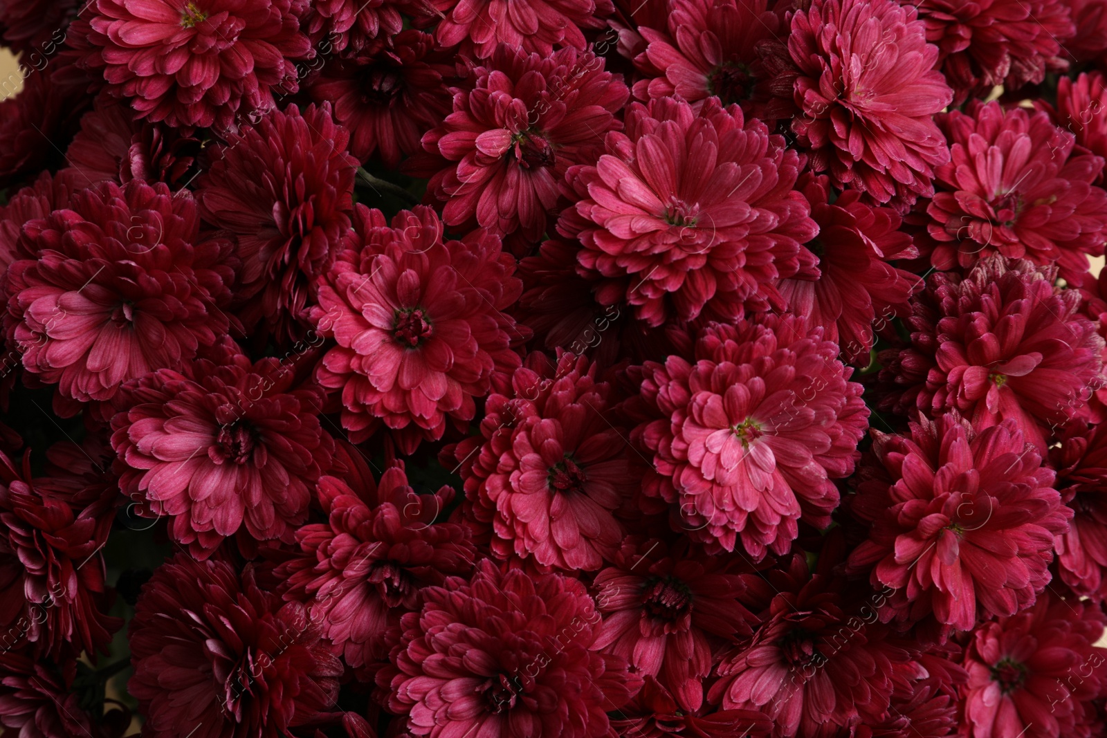 Photo of Top view of beautiful bright Chrysanthemum flowers