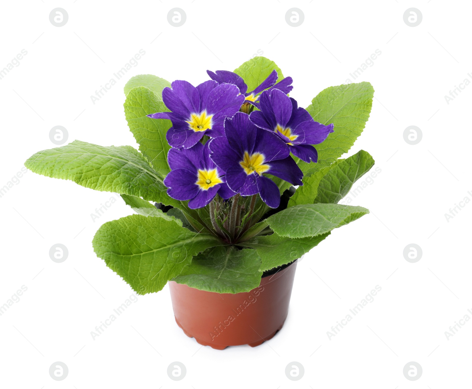 Photo of Beautiful primula (primrose) plant with purple flowers isolated on white. Spring blossom