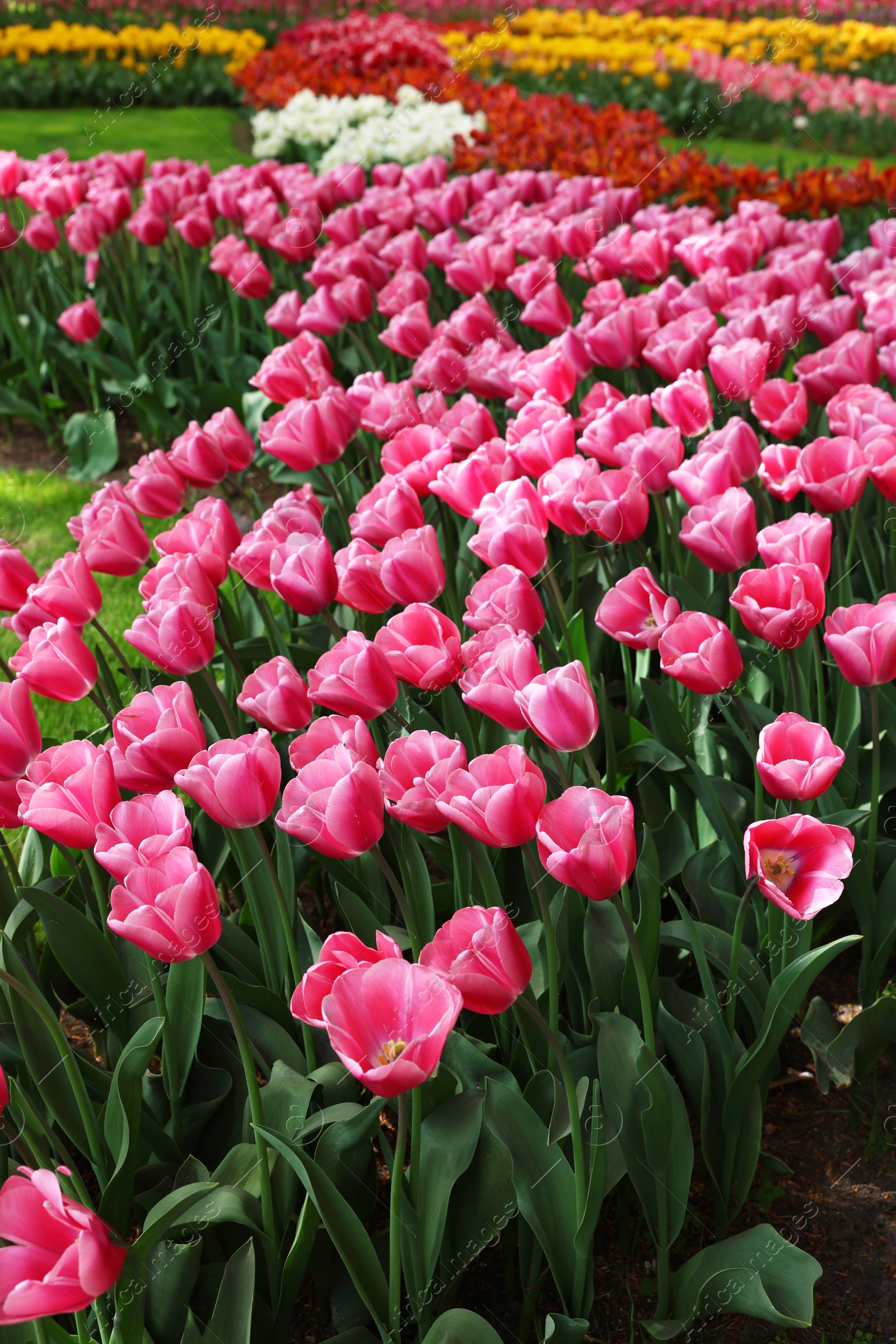 Photo of Many different beautiful tulip flowers in park. Spring season