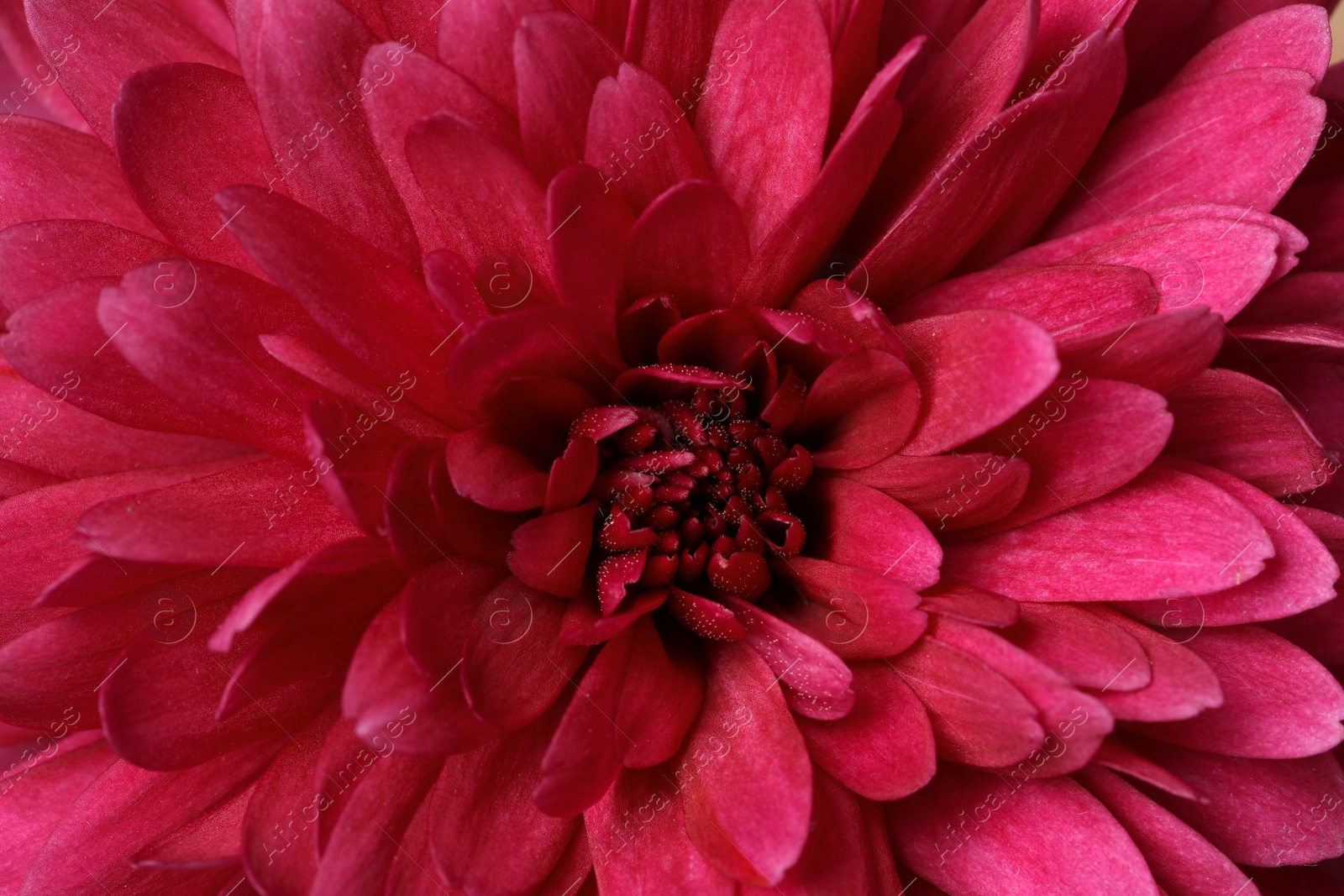 Photo of Beautiful blooming chrysanthemum flower as background, closeup